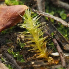 Yellow Starry Fen Moss thumbnail 3