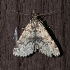 Toothed Idia Moth thumbnail 2