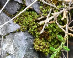 Park Yoke-moss thumbnail 3
