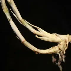 scratch grass thumbnail 4