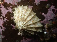 Hooded Puncturella thumbnail 3