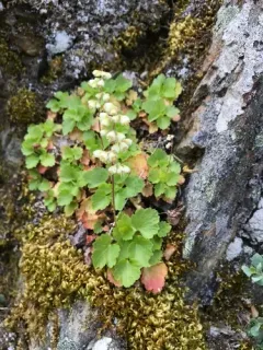 Merriam's Alumroot thumbnail 4