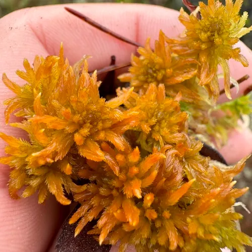 Lindberg's Sphagnum