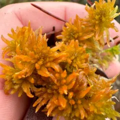 Lindberg's Sphagnum thumbnail 1