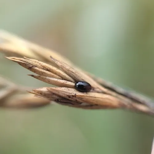 Ergot Beetle