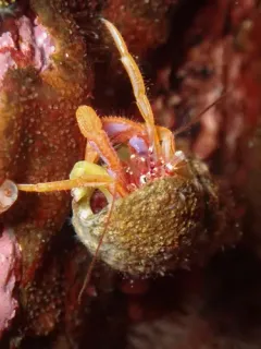 Pagurus hartae thumbnail 3
