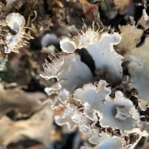 field dog lichen