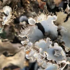 field dog lichen thumbnail 1