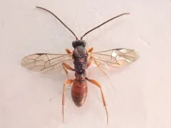 Sphecophaga vesparum thumbnail 4