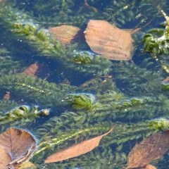 Brazilian elodea thumbnail 3