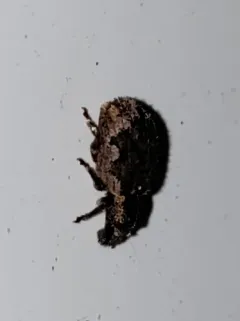Geodercodes latipennis thumbnail 4