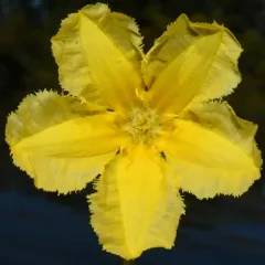 water fringe thumbnail 2