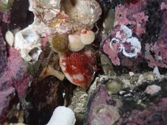 Terebratulina unguicula thumbnail 3