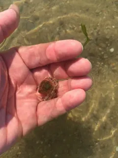 Hydractinia symbiolongicarpus thumbnail 3