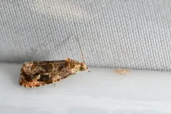 Olethreutes melanomesum thumbnail 4