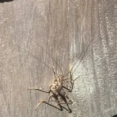 Japanese Camel Cricket thumbnail 4
