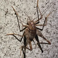 Greenhouse Camel Cricket thumbnail 3