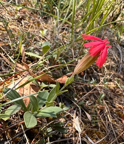 Serpentine Catchfly