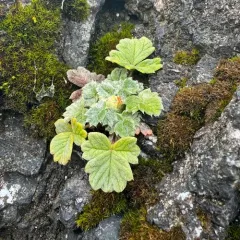 Northern Cinquefoil thumbnail 4