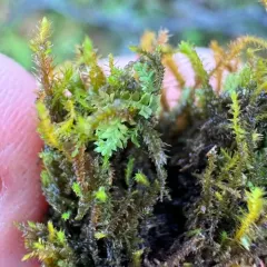 Waxy Earwort thumbnail 4