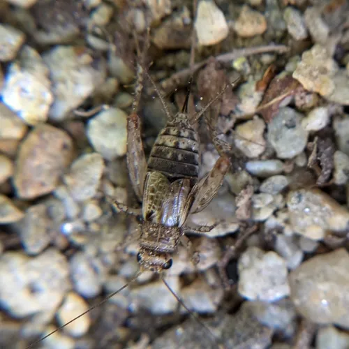 Variegated Ground Cricket