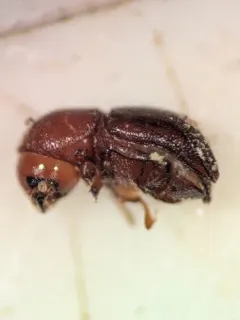 Granulate Ambrosia Beetle thumbnail 2