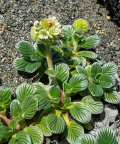 sanddune phacelia thumbnail 1