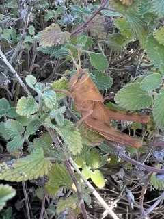 Gray Bird Grasshopper thumbnail 3