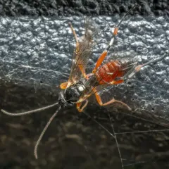Common Hover Fly Parasitoid Wasp thumbnail 1