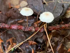 Mycetinis opacus thumbnail 3