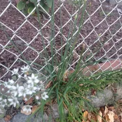 Garlic Chives thumbnail 4