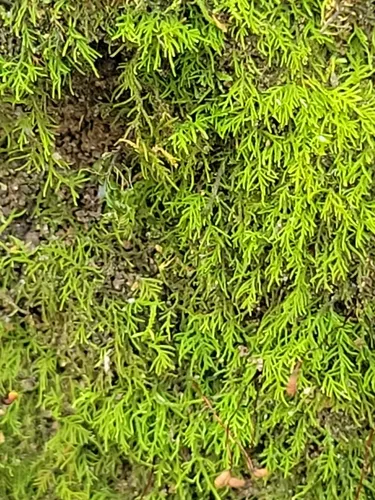 Pygmy Cedar Moss
