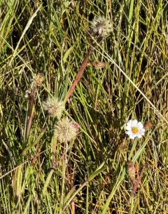 Perennial Saltmarsh Aster thumbnail 4