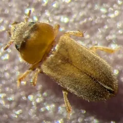 Tropicus pusillus thumbnail 3