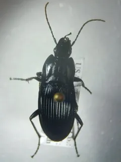 Dicaelus elongatus thumbnail 3