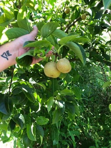 Asian Pear