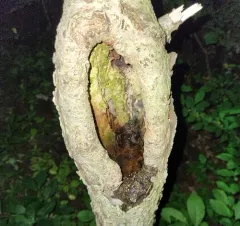 Barber's Treehole Anopheles thumbnail 2