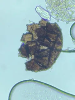 Barbeyella minutissima thumbnail 2