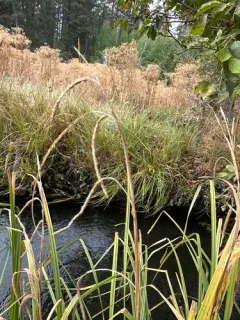 narrow-leaved sedge thumbnail 3