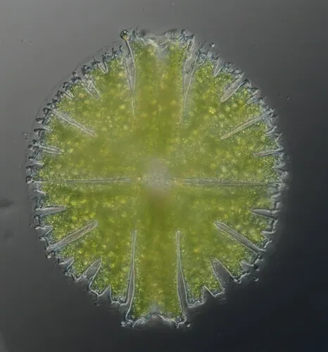 Micrasterias papillifera