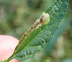 Calycomyza verbenae thumbnail 2