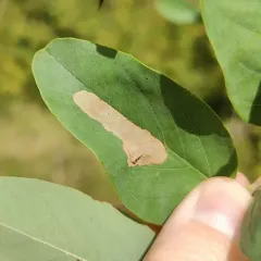 Chrysaster ostensackenella thumbnail 4