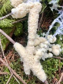 Amaurochaete tubulina thumbnail 2