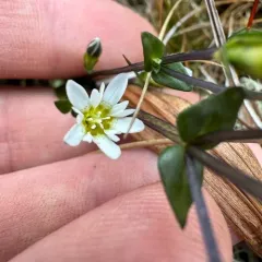 Swamp Gentian thumbnail 3