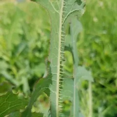 prickly lettuce thumbnail 4