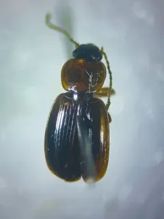 Agonoleptus thoracicus thumbnail 2
