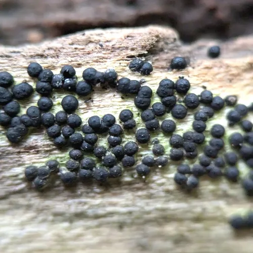Rosellinia subiculata