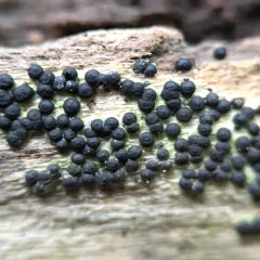 Rosellinia subiculata thumbnail 1