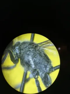 Ammophila azteca thumbnail 3
