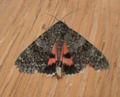 Western Underwing Moth thumbnail 3